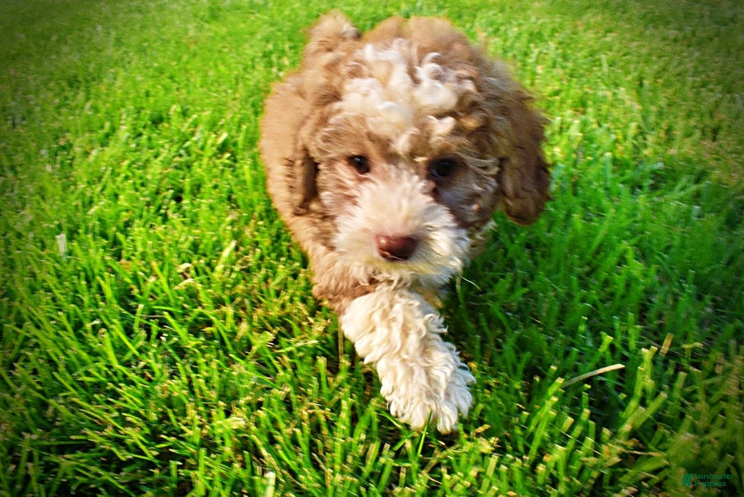 Havapoo dogs for sale: Webster - Image 19