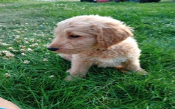 Goldendoodle dogs for sale: Brown - Image 2