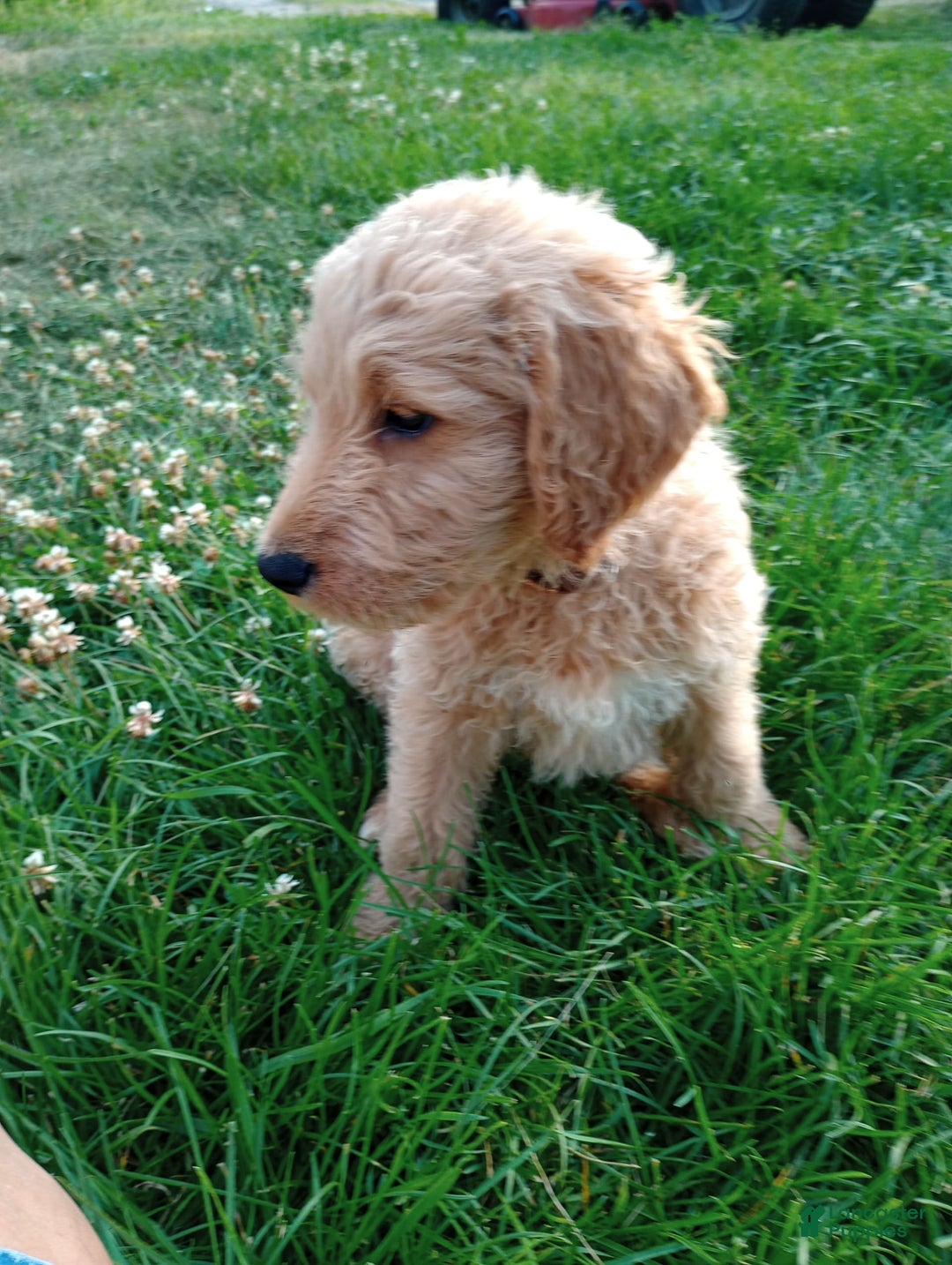 Goldendoodle dogs for sale: Brown - Image 2
