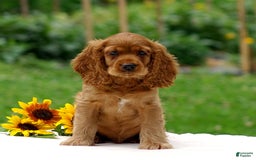 Cocker Spaniel dogs for sale: Turner - Image 8