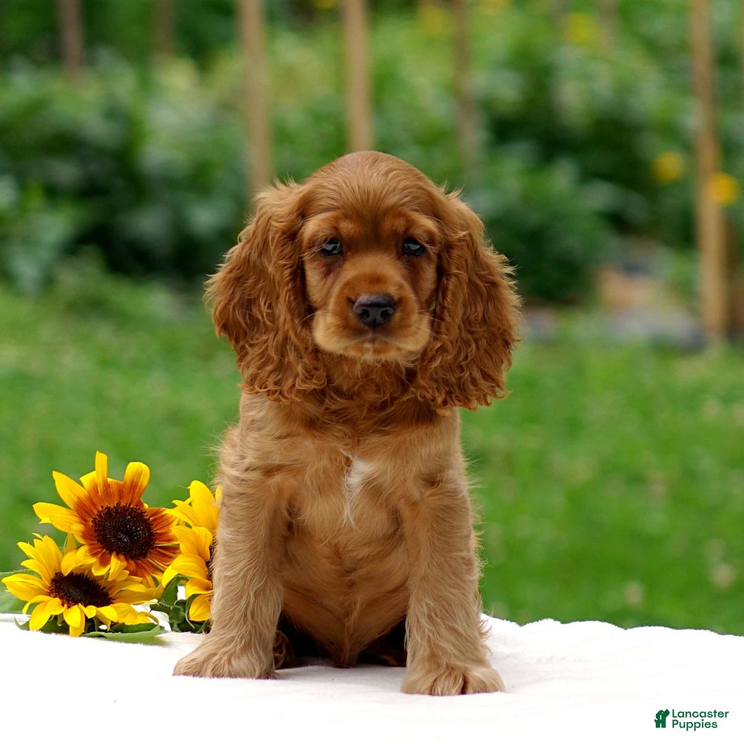Cocker Spaniel dogs for sale: Turner - Image 8