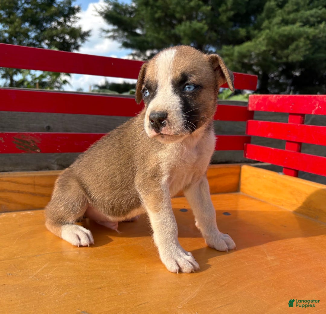 Boxer dogs for sale: Boxer 7 puppies - Image 9