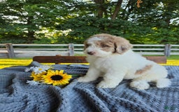Newfypoo dogs for sale: Bailey - Image 3