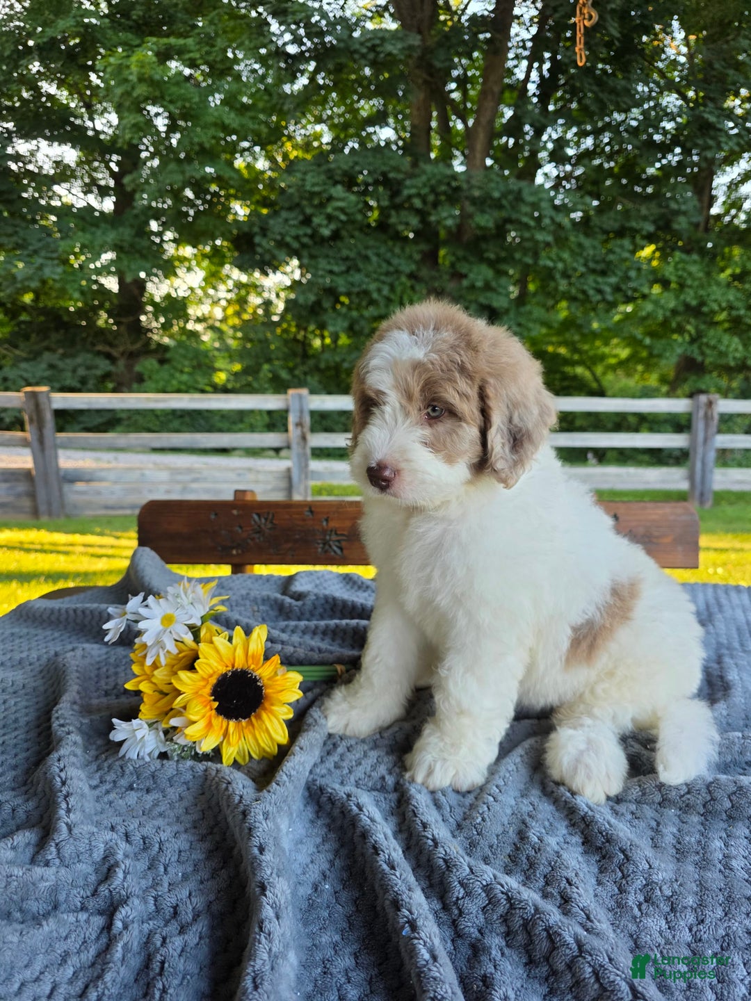 Newfypoo dogs for sale: Bailey - Image 3