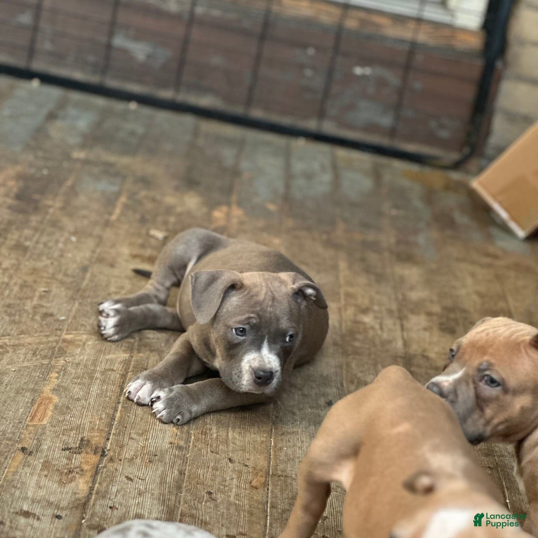 American Bully dogs for sale: Dozer - Image 4