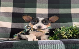 Welsh Corgi Pembroke dogs for sale: Welsh Corgi (Pembroke) 6 puppies - Image 24