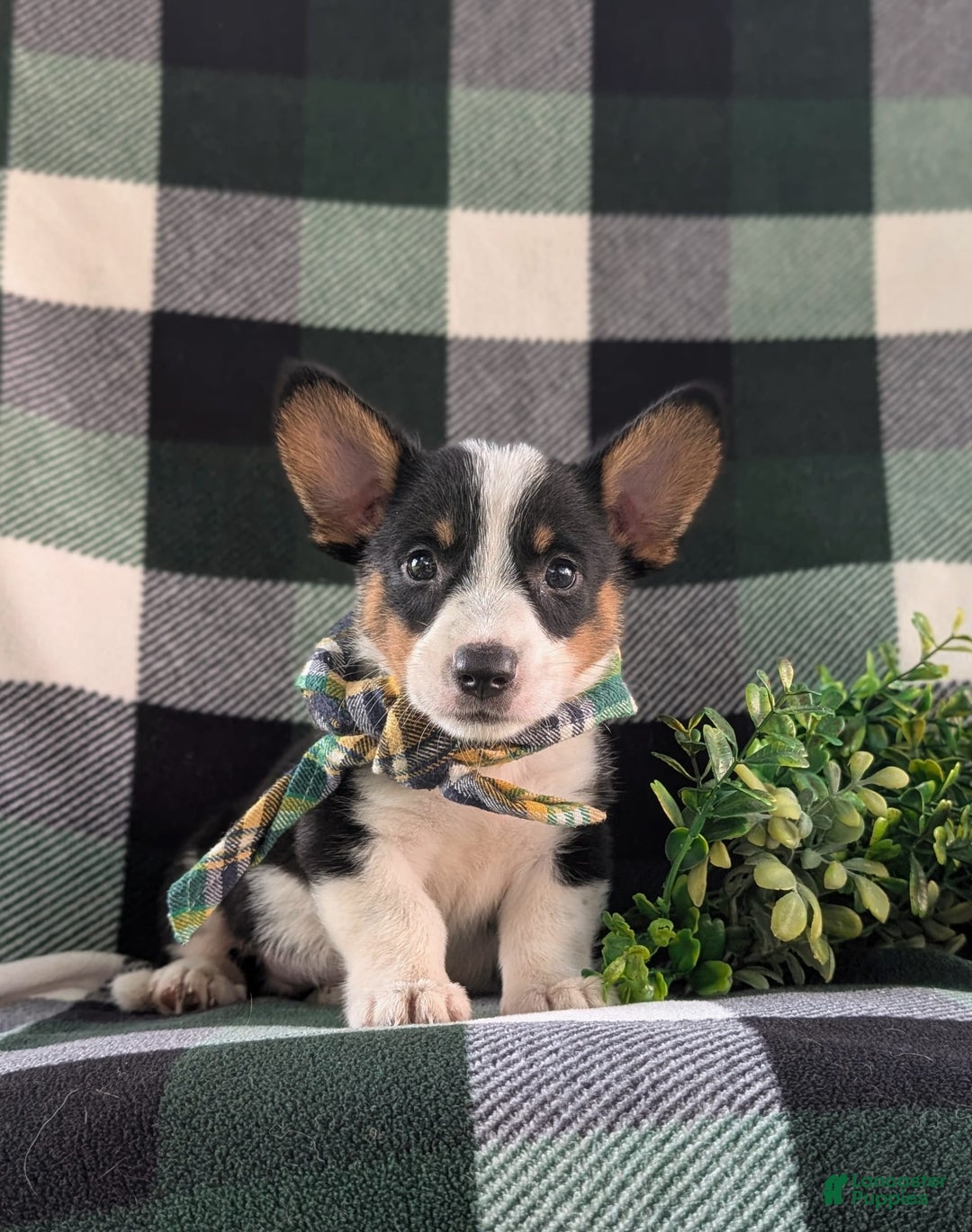 Welsh Corgi Pembroke dogs for sale: Welsh Corgi (Pembroke) 6 puppies - Image 24