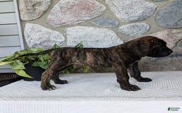 English Mastiff dogs for sale: Bella - Image 3