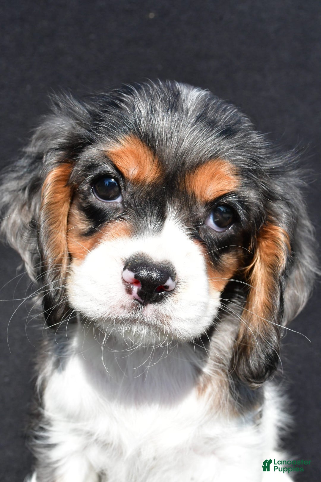 Cockalier dogs for sale: Violet - Image 4