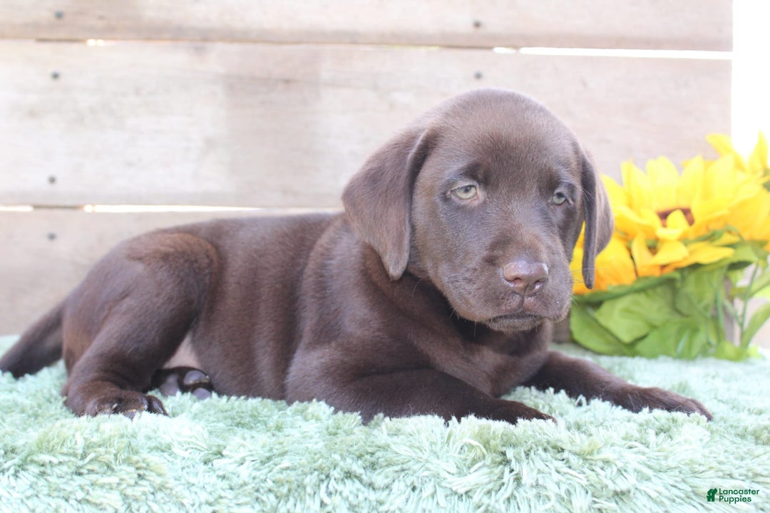 Labrador Retriever dogs for sale: Corky - Image 6