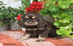 Cocker Spaniel dogs for sale: Rufus - Image 1