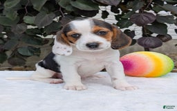 Beagle dogs for sale: Penny - Image 8