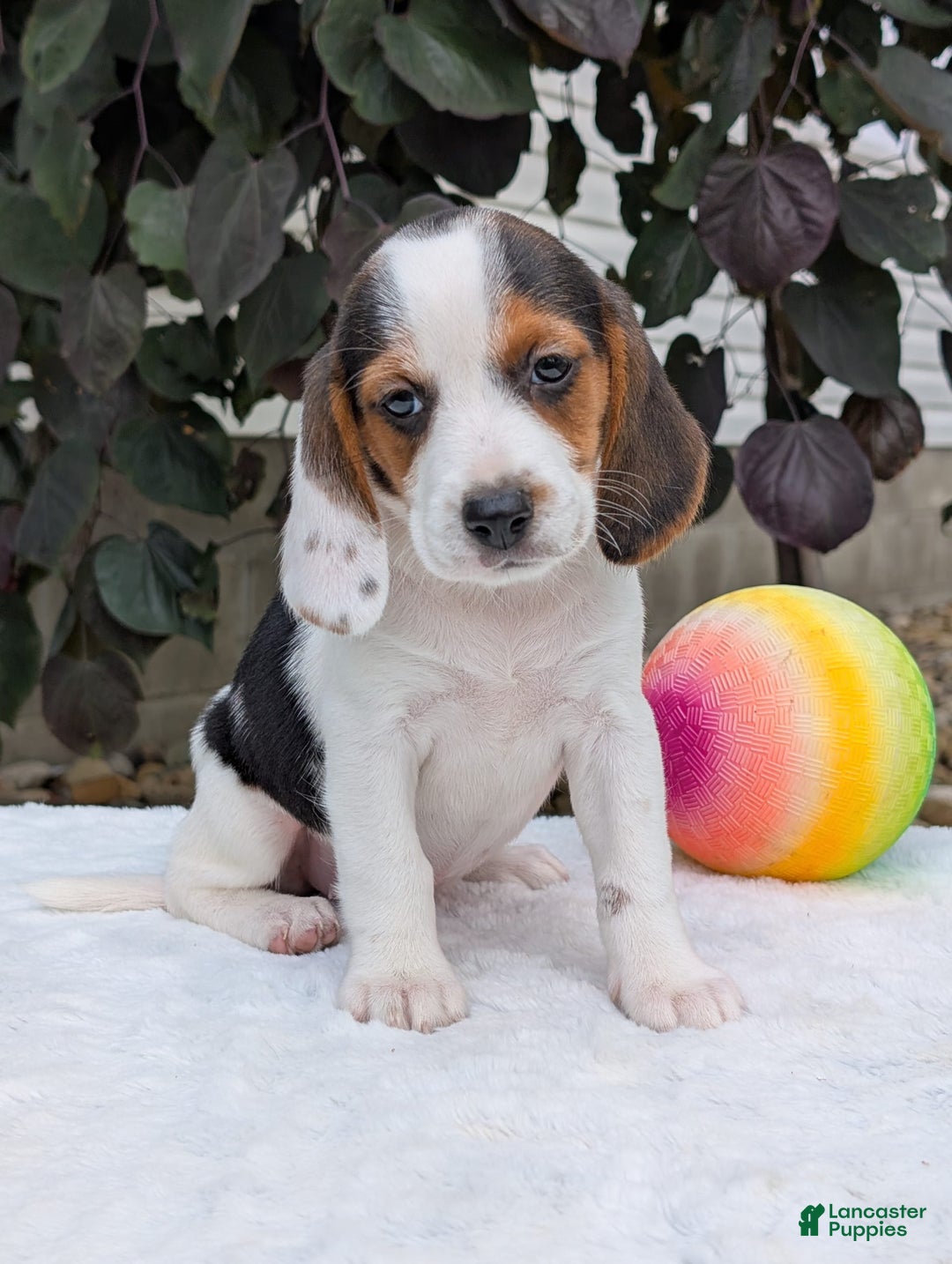 Beagle dogs for sale: Penny - Image 8