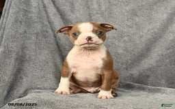Boston Terrier dogs for sale: Loki - Image 1