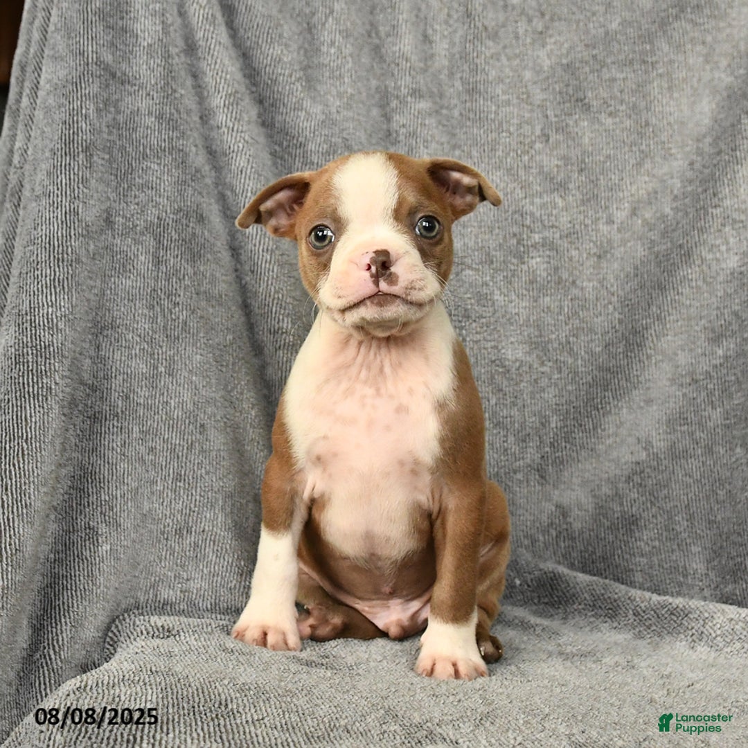 Boston Terrier dogs for sale: Loki - Image 1