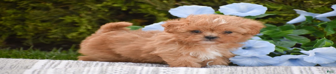 Hudson Teacup Sized