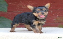 Yorkshire Terrier dogs for sale: Mia - Image 4