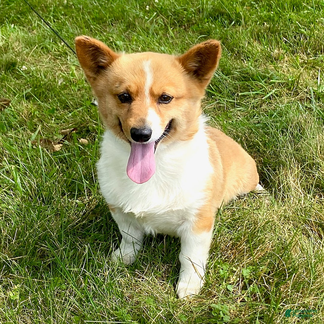 Welsh Corgi Pembroke dogs for sale: Zeke - Image 11
