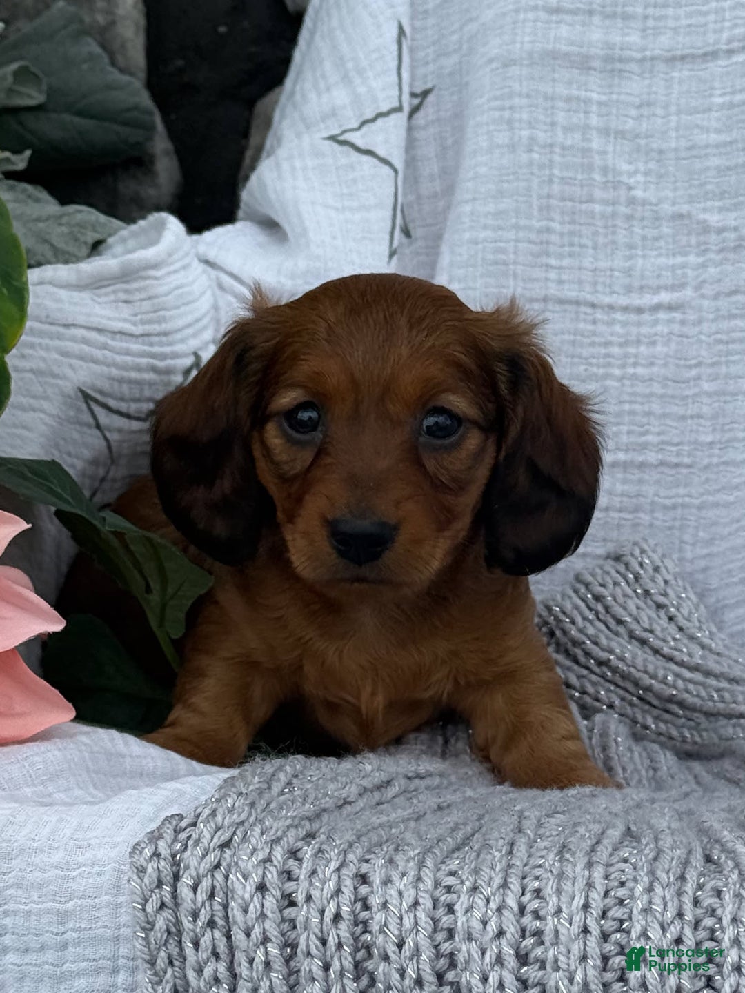 Miniature Dachshund dogs for sale: Max - Image 9