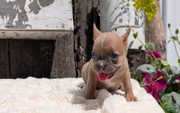 French Bulldog dogs for sale: Tessa - Image 13