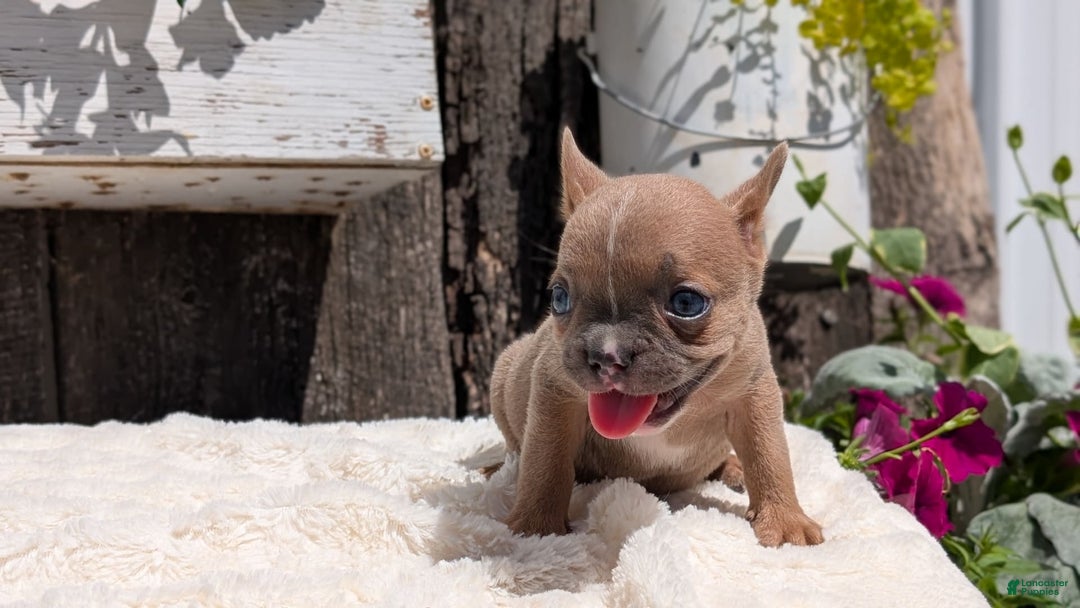 French Bulldog dogs for sale: Tessa - Image 13