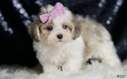 Maltipoo dogs for sale: Beans - Image 2