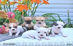 Chihuahua dogs for sale: Diana - Image 3