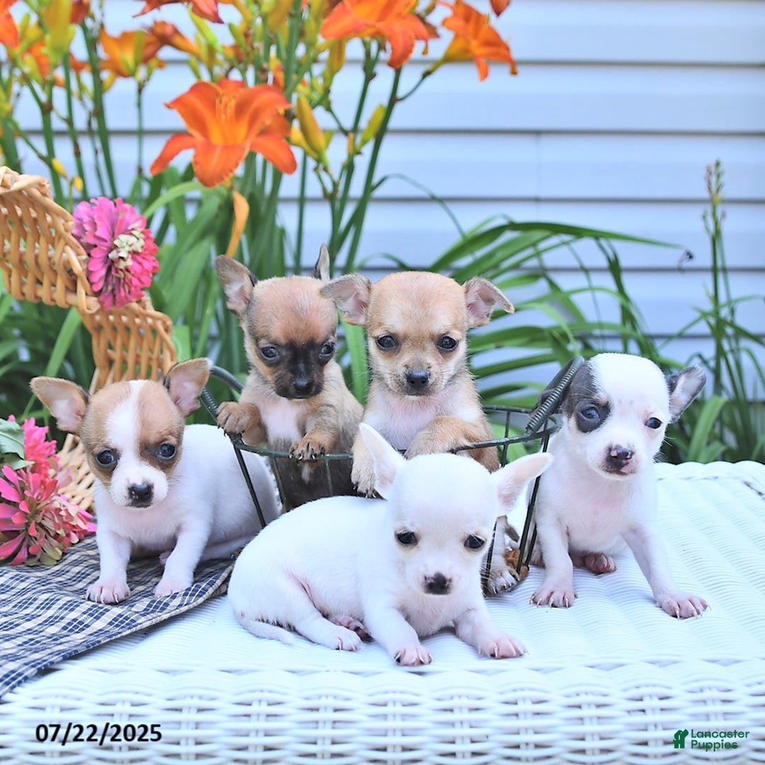 Chihuahua dogs for sale: Diana - Image 3