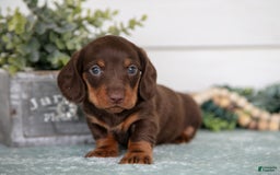Miniature Dachshund dogs for sale: Miniature Dachshund 4 puppies - Image 8