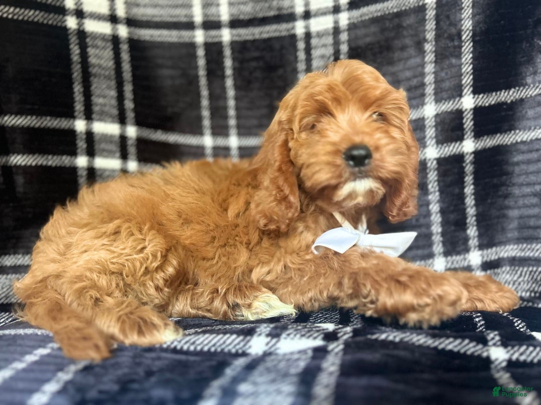Cavapoo dogs for sale: Whiskey - Image 5