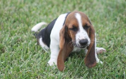 Basset Hound dogs for sale: Deb - Image 2