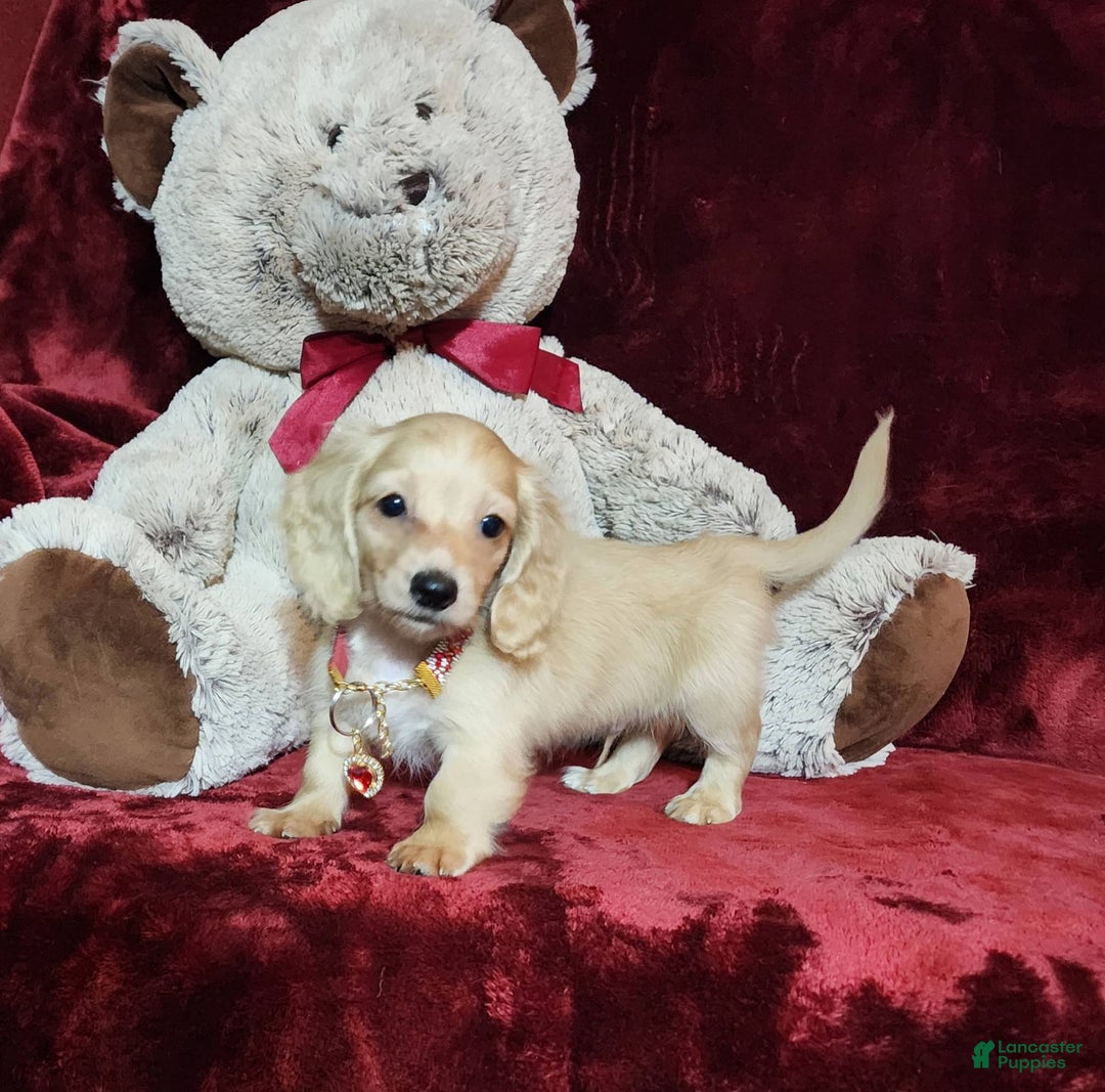 Miniature Dachshund dogs for sale: Nugget - Image 14