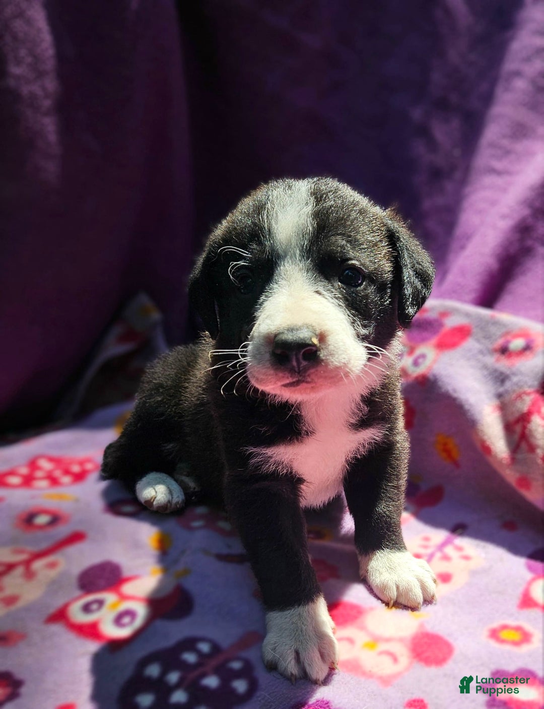 Border Collie dogs for sale: Coco - Image 20