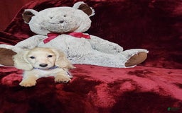 Miniature Dachshund dogs for sale: Tucker - Image 8
