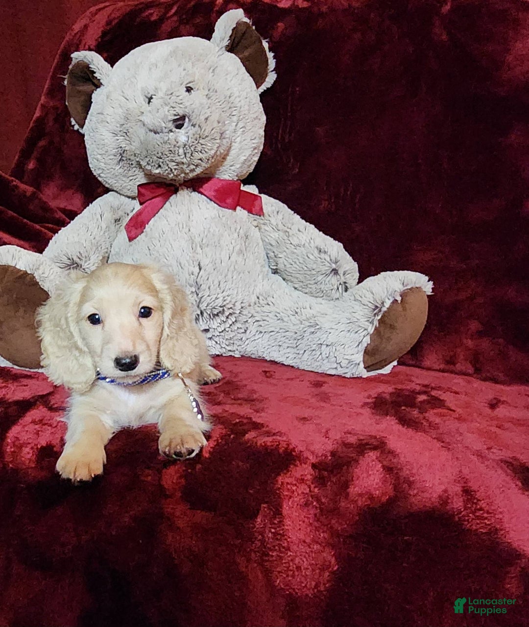 Miniature Dachshund dogs for sale: Tucker - Image 8