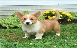 Welsh Corgi Pembroke dogs for sale: Rusty - Image 2