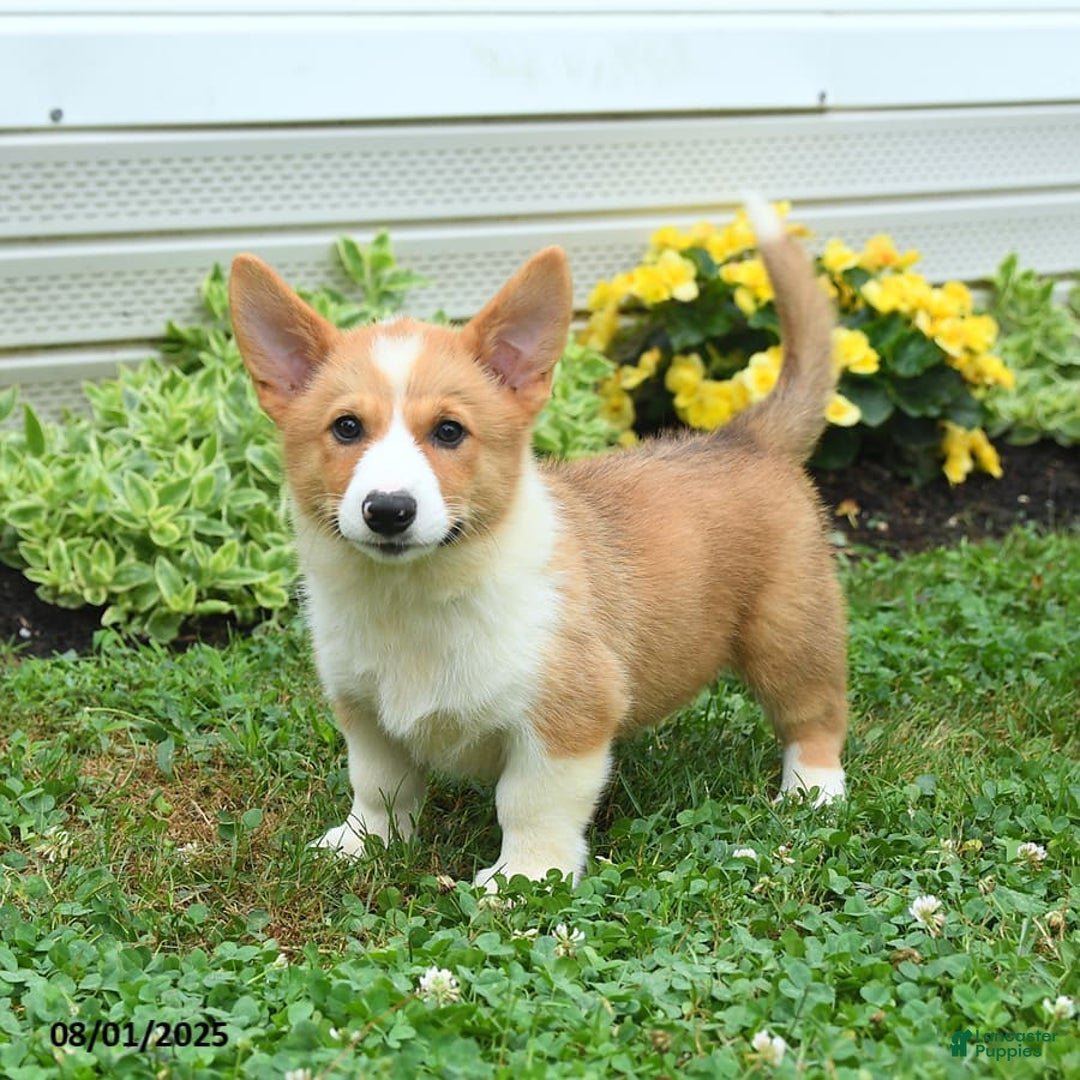 Welsh Corgi Pembroke dogs for sale: Rusty - Image 2