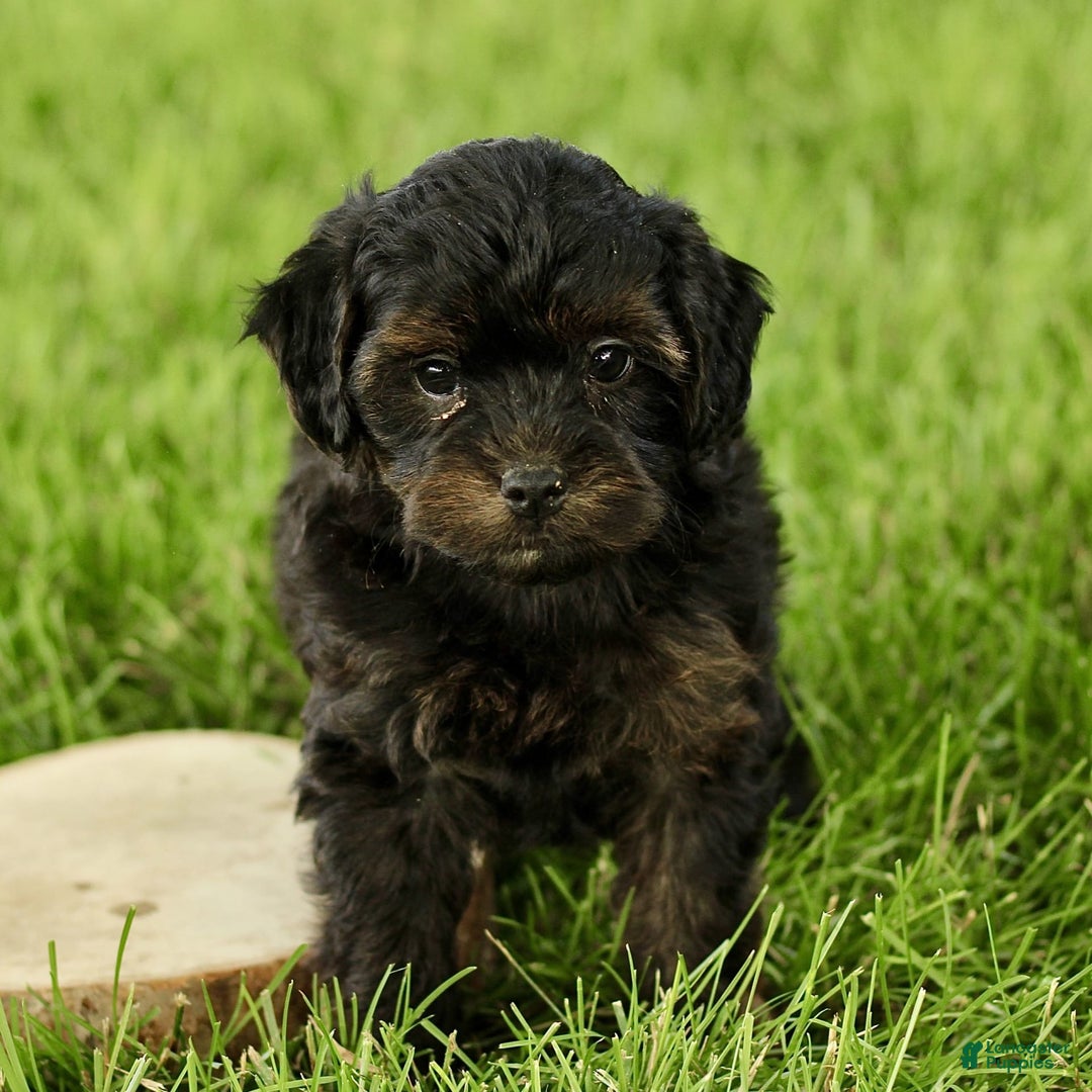 Havapoo dogs for sale: Max - Image 5