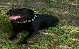Rottweiler dogs for sale: F4 - Image 2