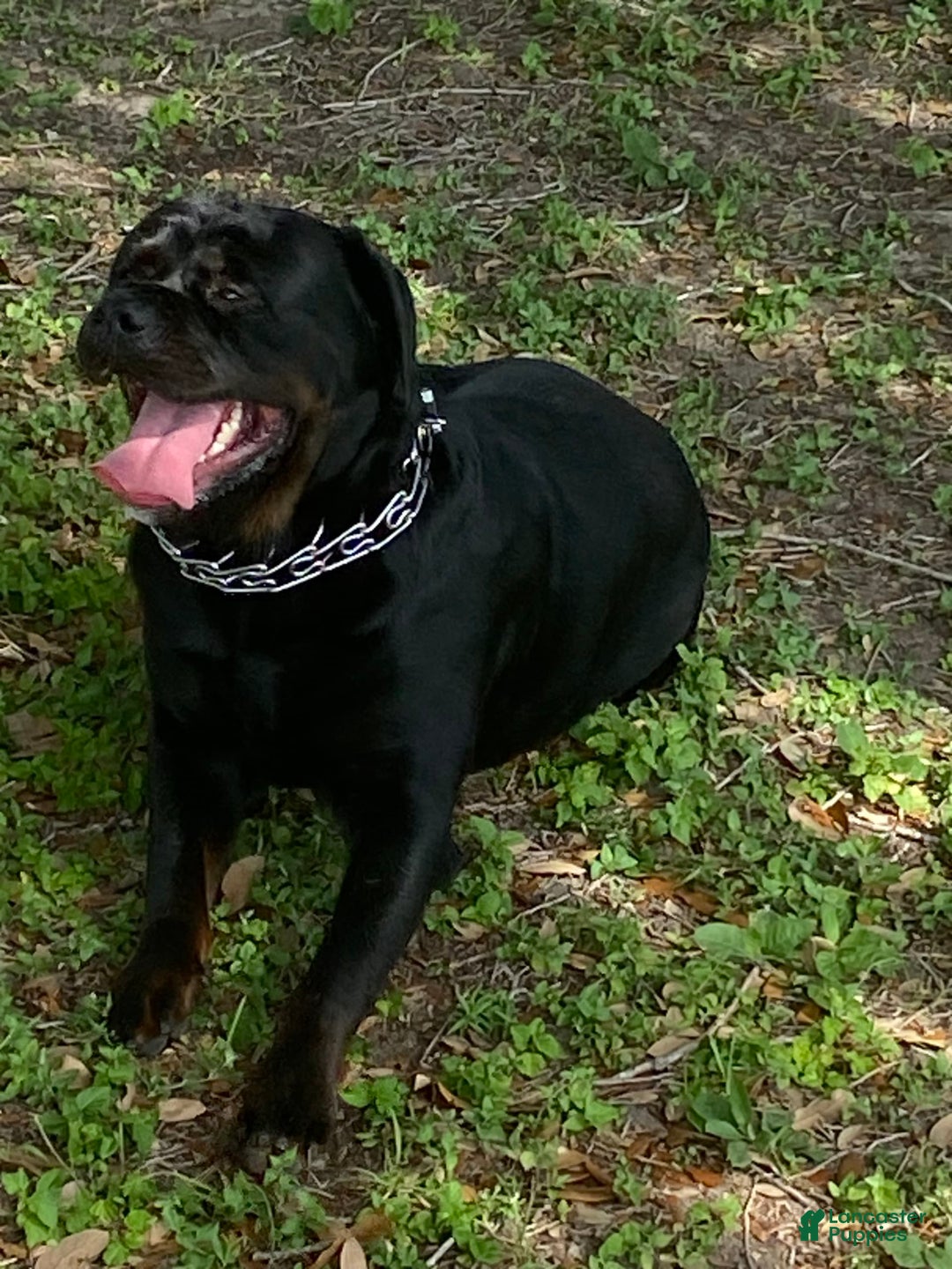 Rottweiler dogs for sale: F4 - Image 2