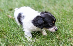 Chihuahua dogs for sale: Chihuahua 3 puppies - Image 7