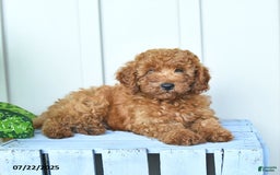 Mini Goldendoodle dogs for sale: Montana - Image 8