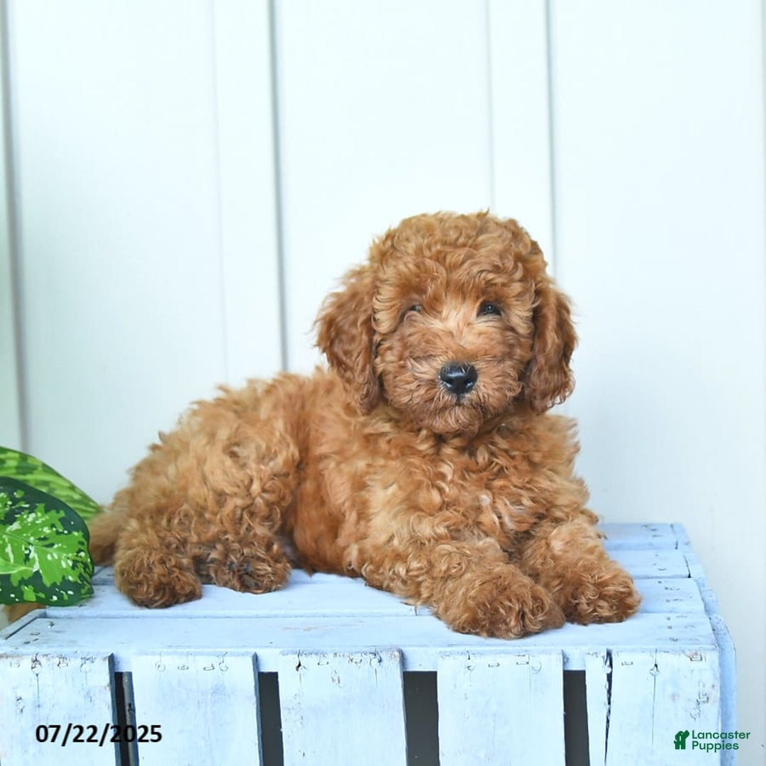 Mini Goldendoodle dogs for sale: Montana - Image 8
