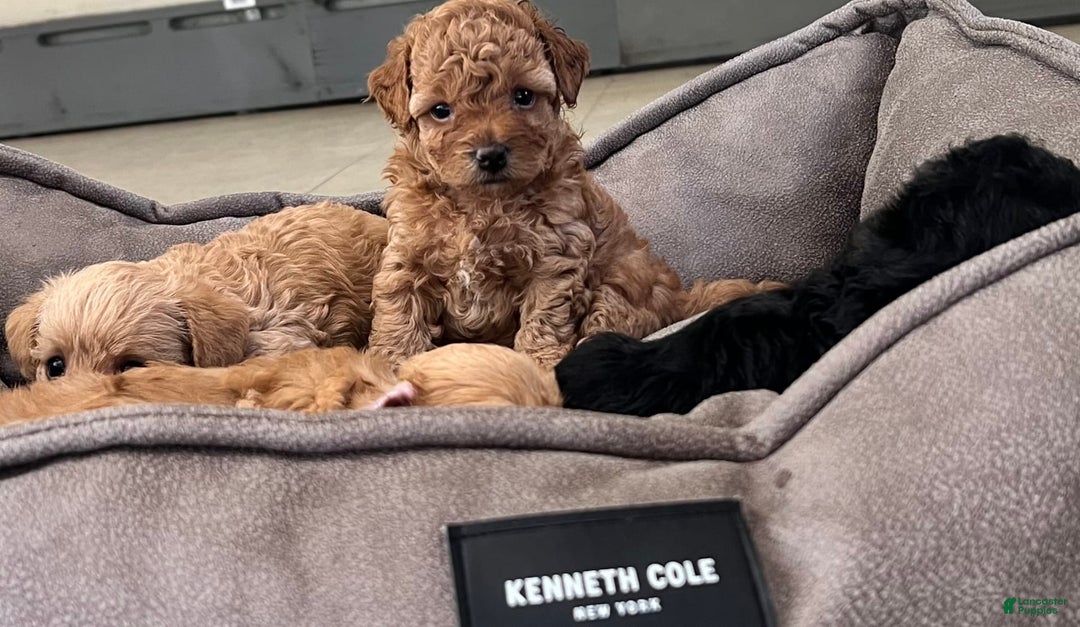 Yorkiepoo dogs for sale: Sundae - Image 1