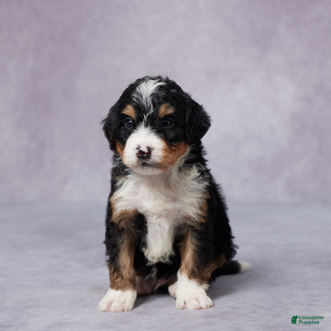 Mini Bernedoodle dogs for sale: Alex - Image 2
