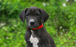 Great Dane dogs for sale: Athena - Image 3