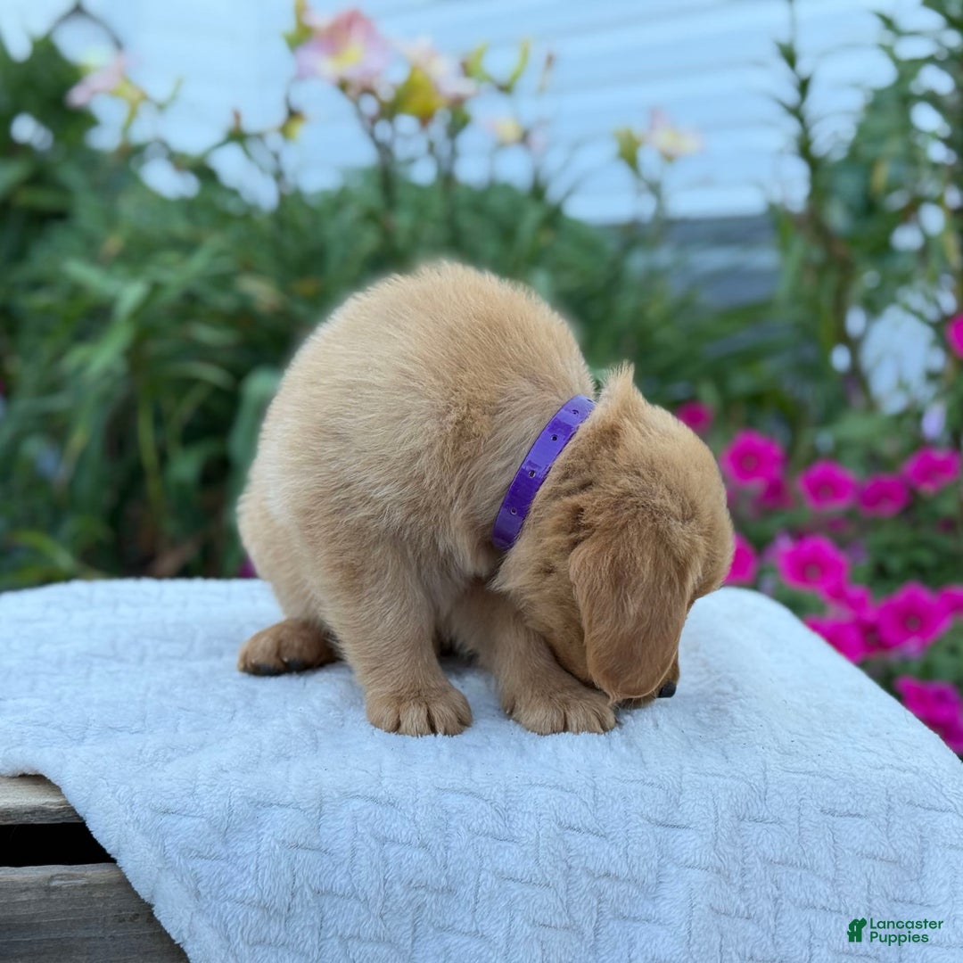 Golden Retriever dogs for sale: Golden Retriever 8 puppies - Image 8