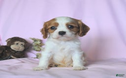 Cavalier King Charles Spaniel dogs for sale: Justin - Image 5