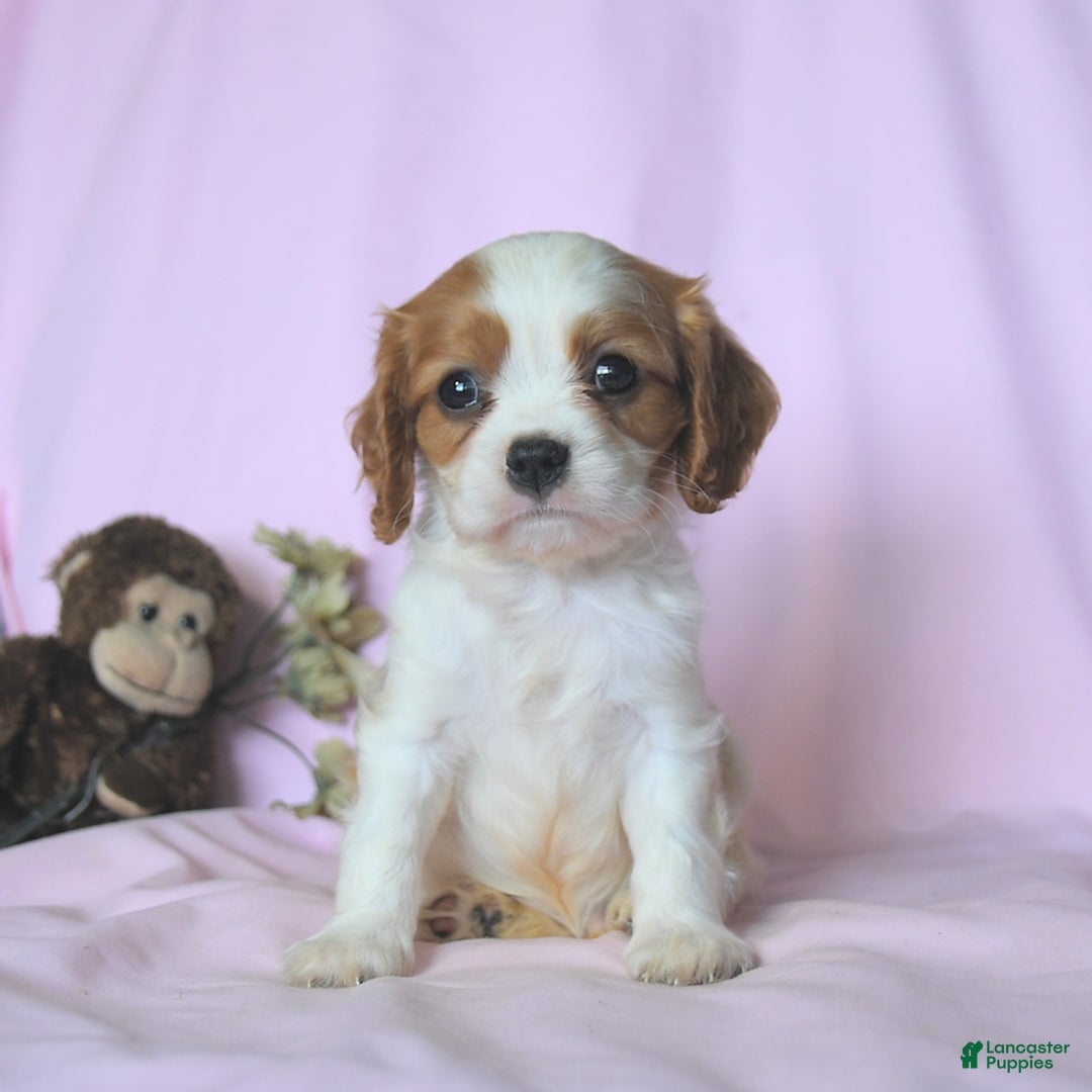 Cavalier King Charles Spaniel dogs for sale: Justin - Image 5