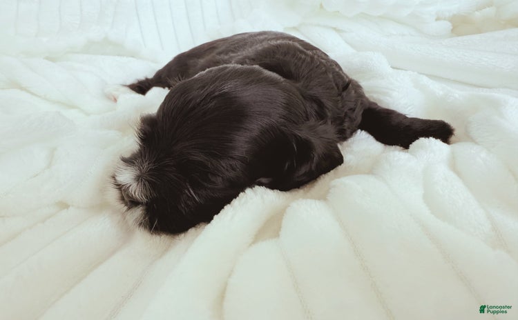 Cockapoo dogs for sale - Ad 2